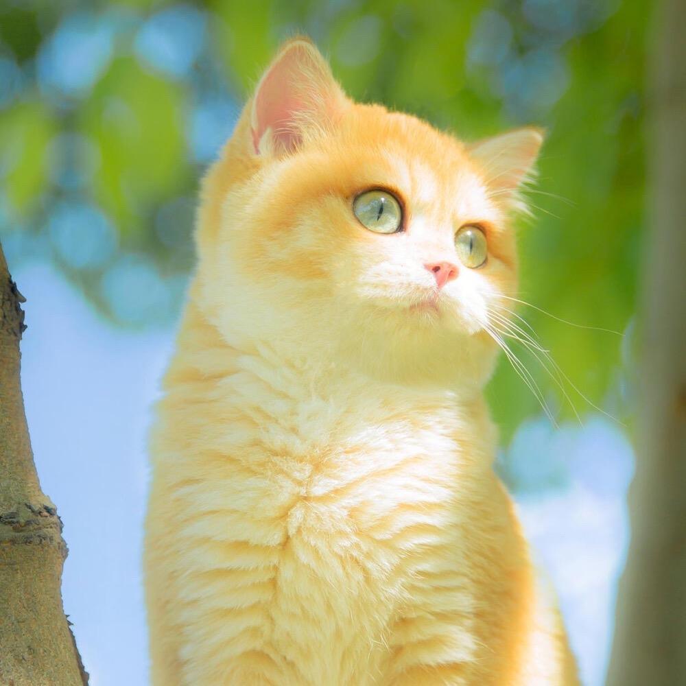 老马和他的猫
