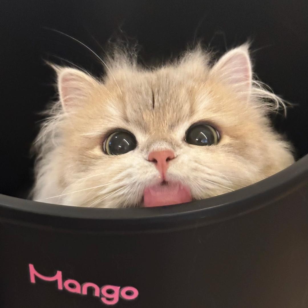 锦鲤