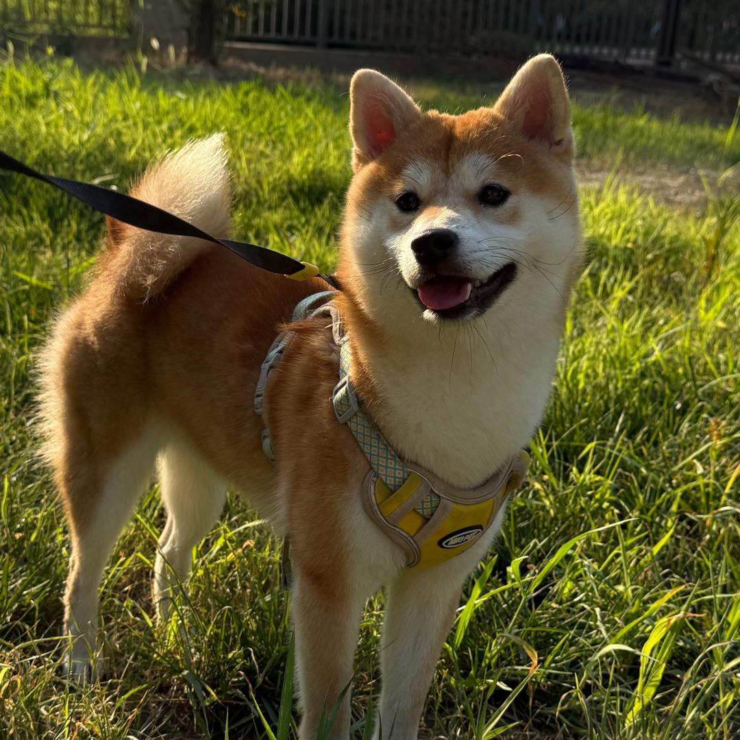 柴犬金豆儿