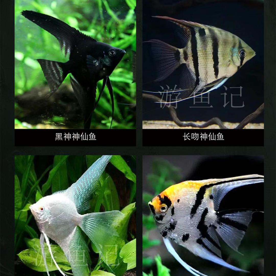 乐游水族馆