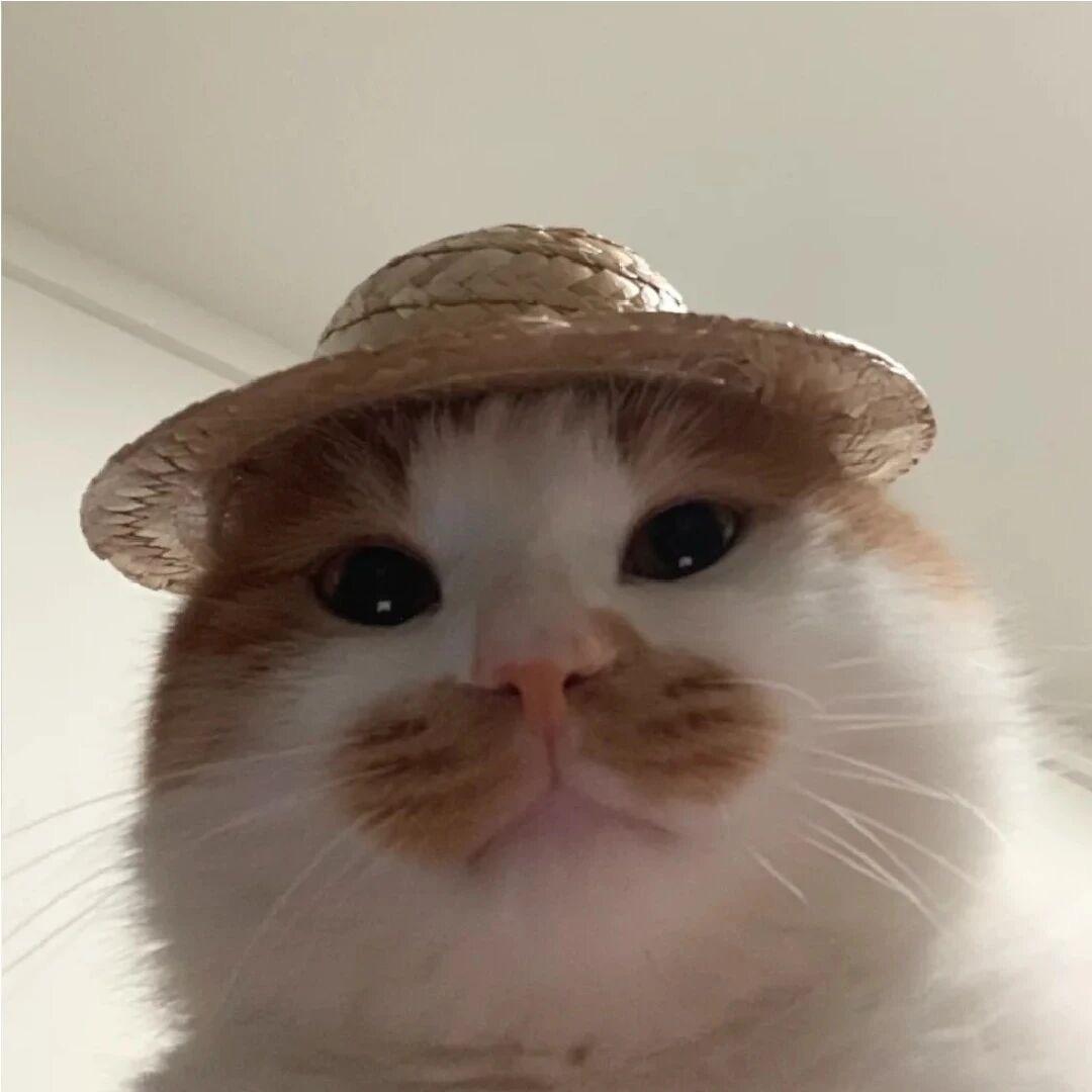 AAA猪饲料批发陈姐