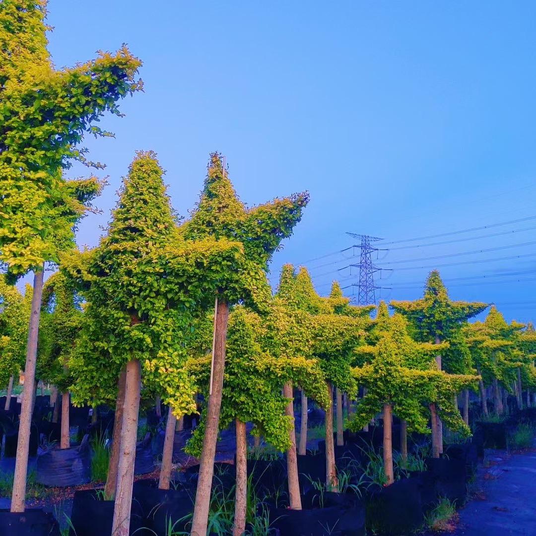 玫瑰蜜糖