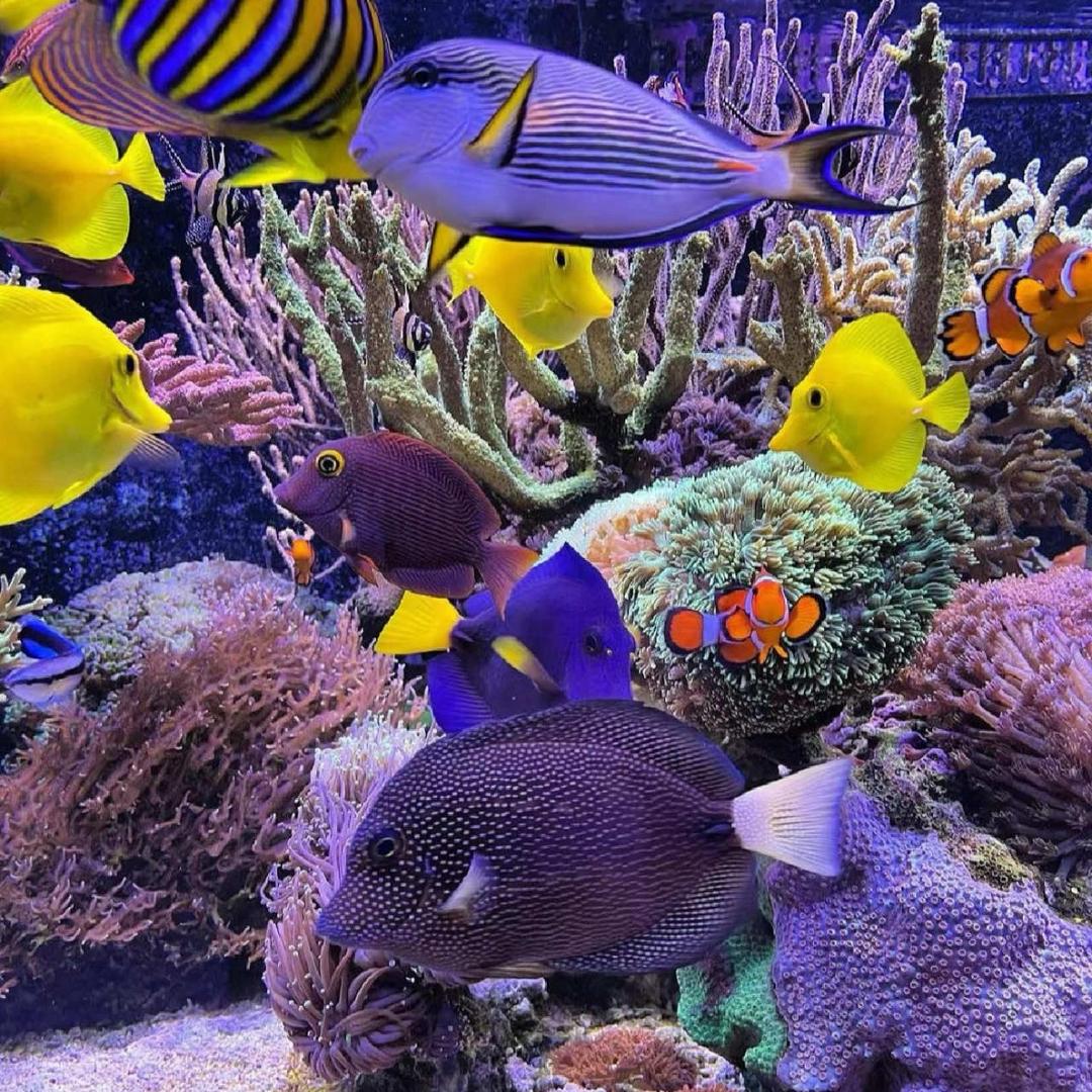 鱼百水族世界