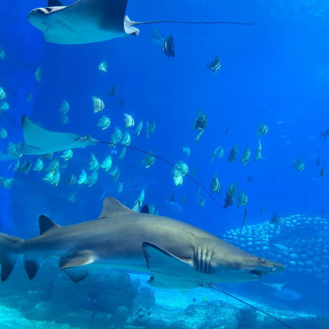 一颗鱼🐟