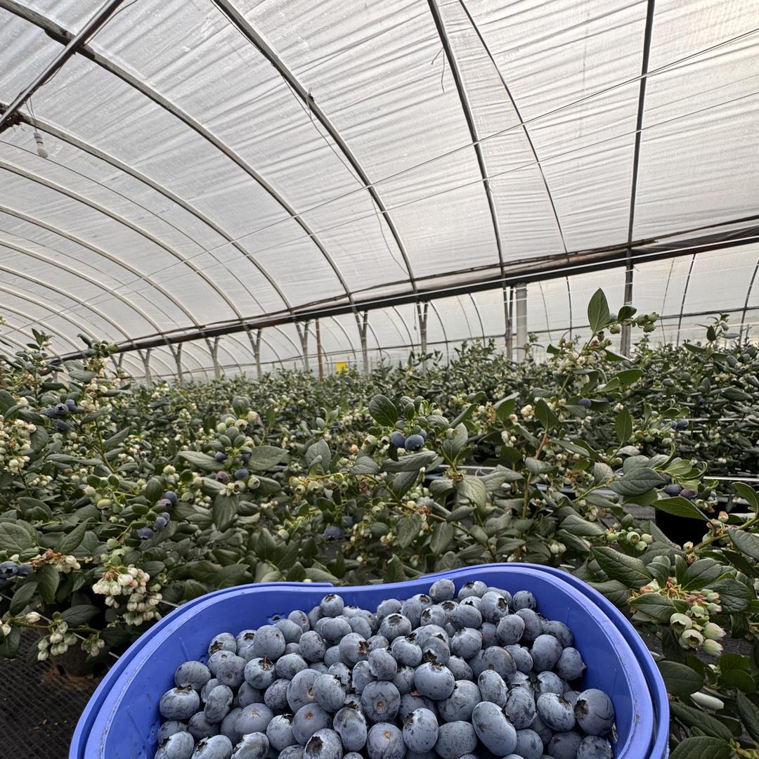 花半湾丰花果业专卖店