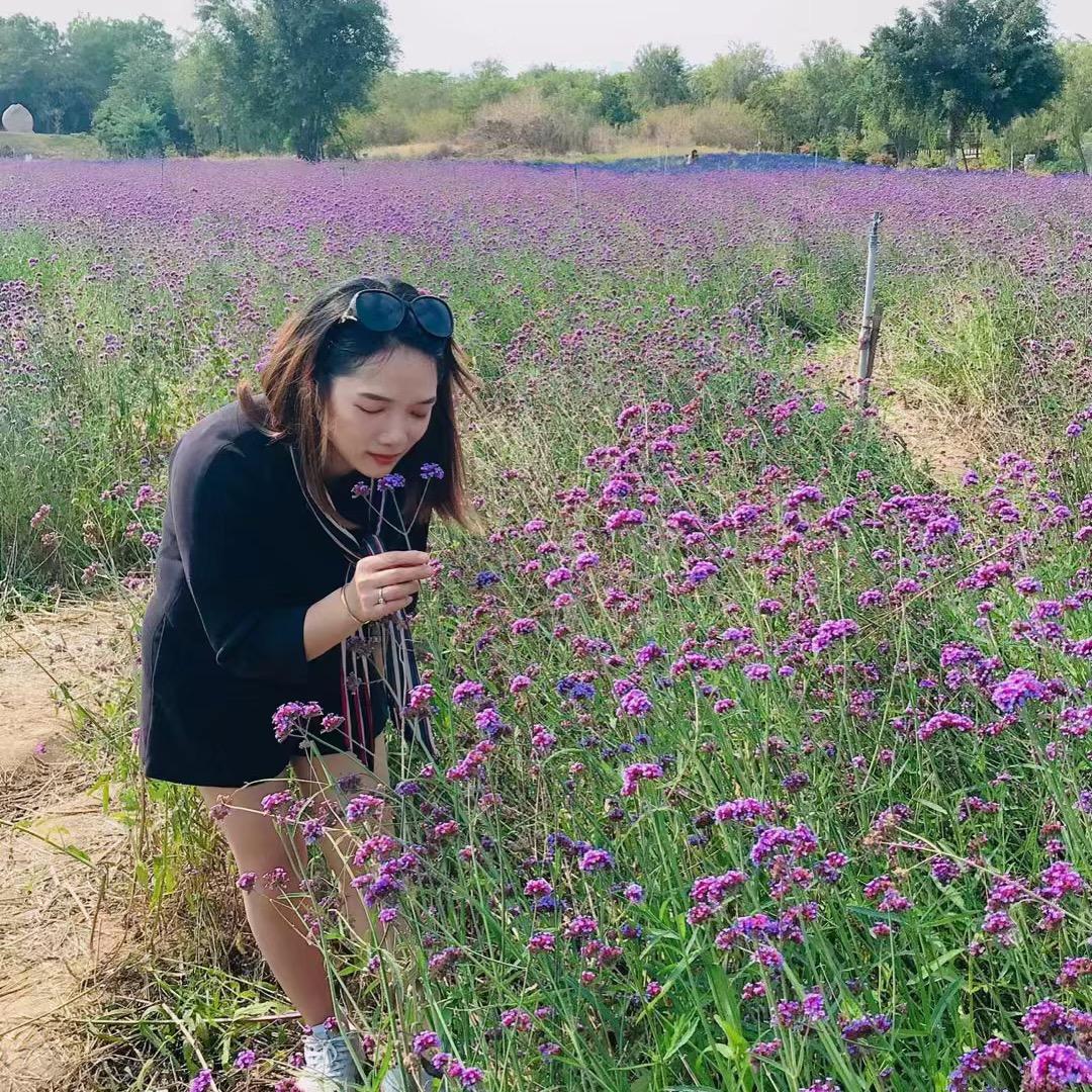 光芒  🌹