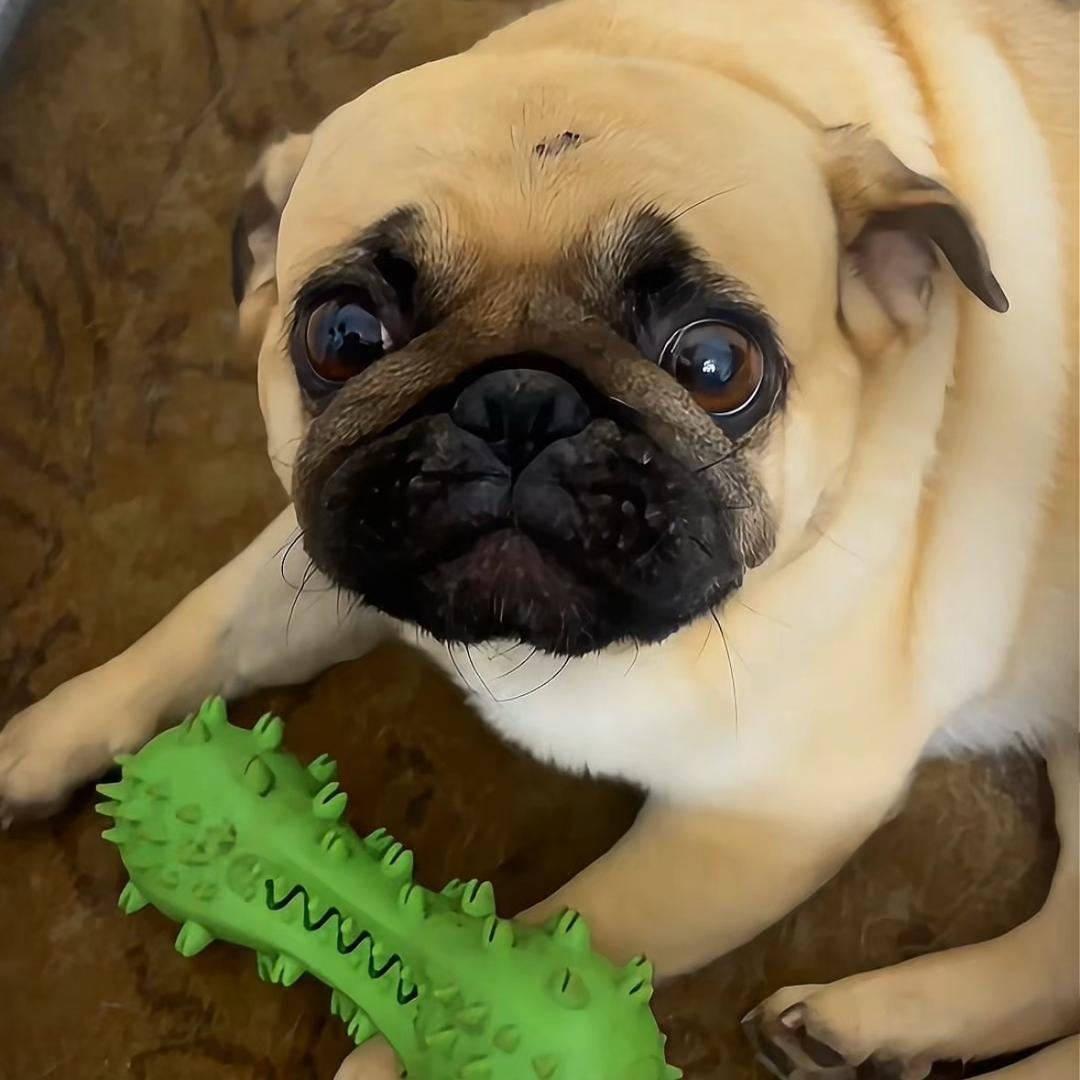 巴哥犬小8宝（萌宠治愈日记）