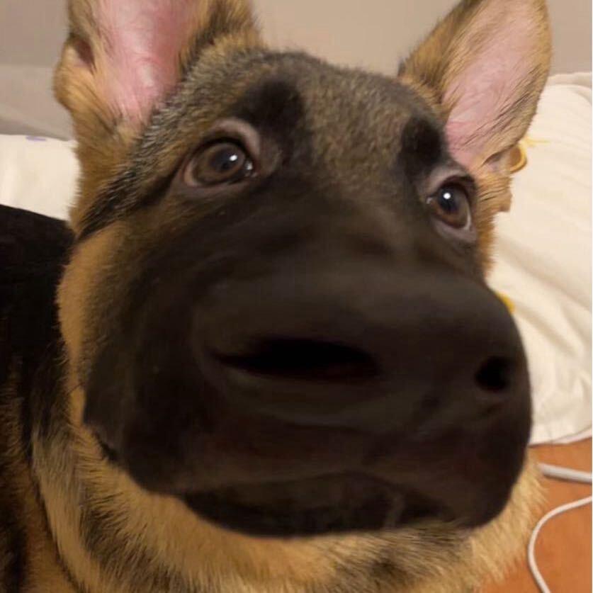 孤傲狼王
