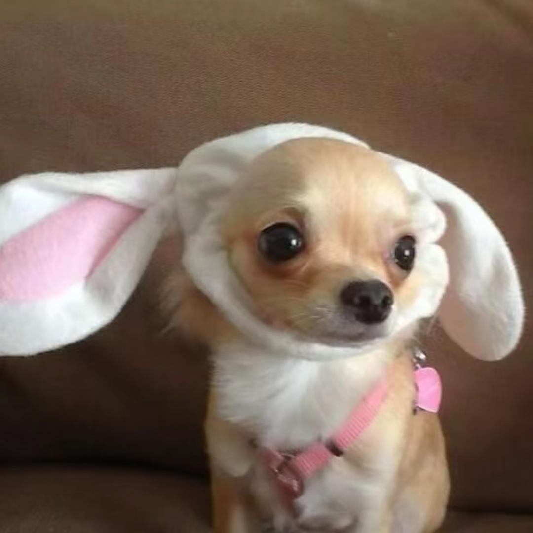 性感漂亮前凸后翘的美艳大蟑螂