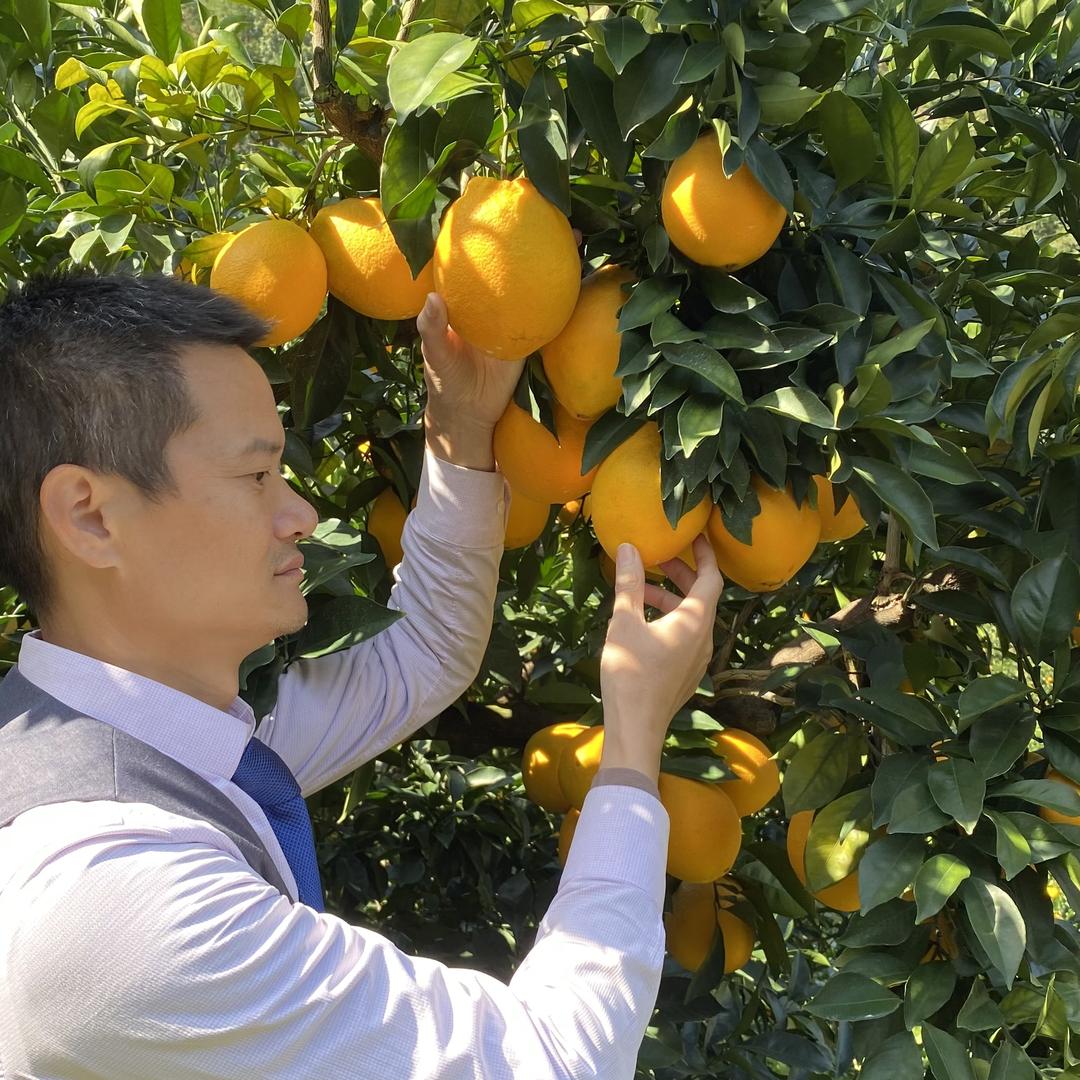 融橙果园赣南脐橙