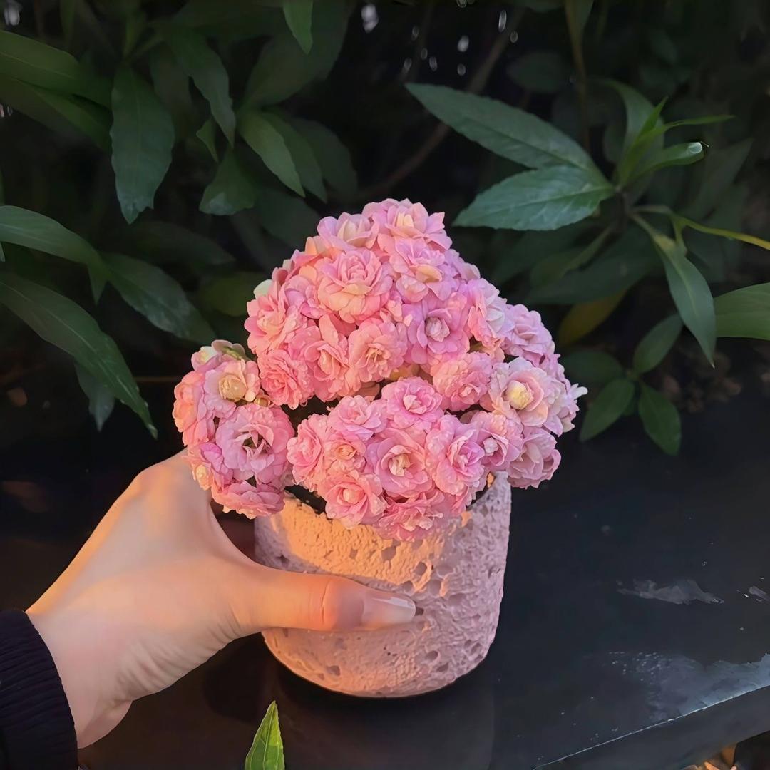 清远花卉园艺