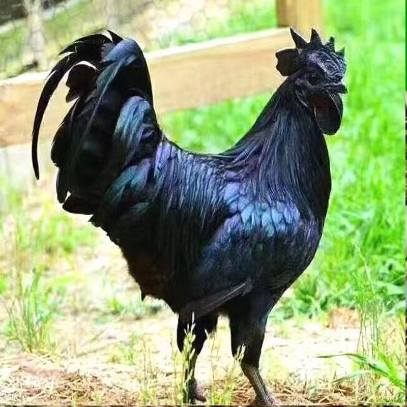 超星禽业