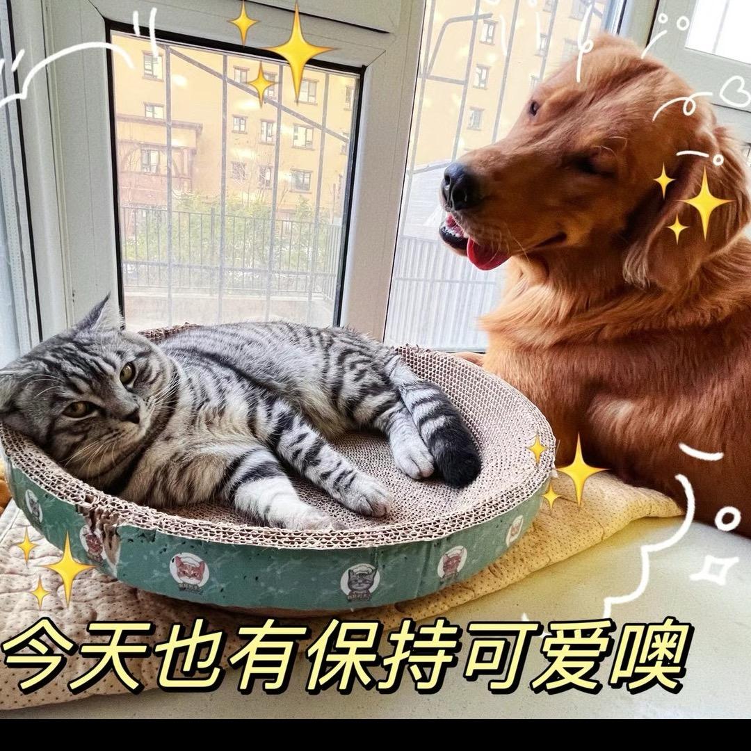 金莱是只大金毛
