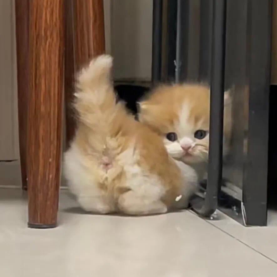 陆沉辟谷缝喷香