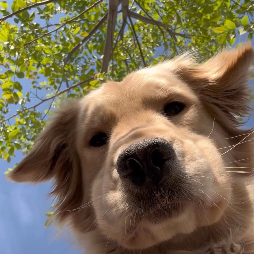 番茄你个偷马桶