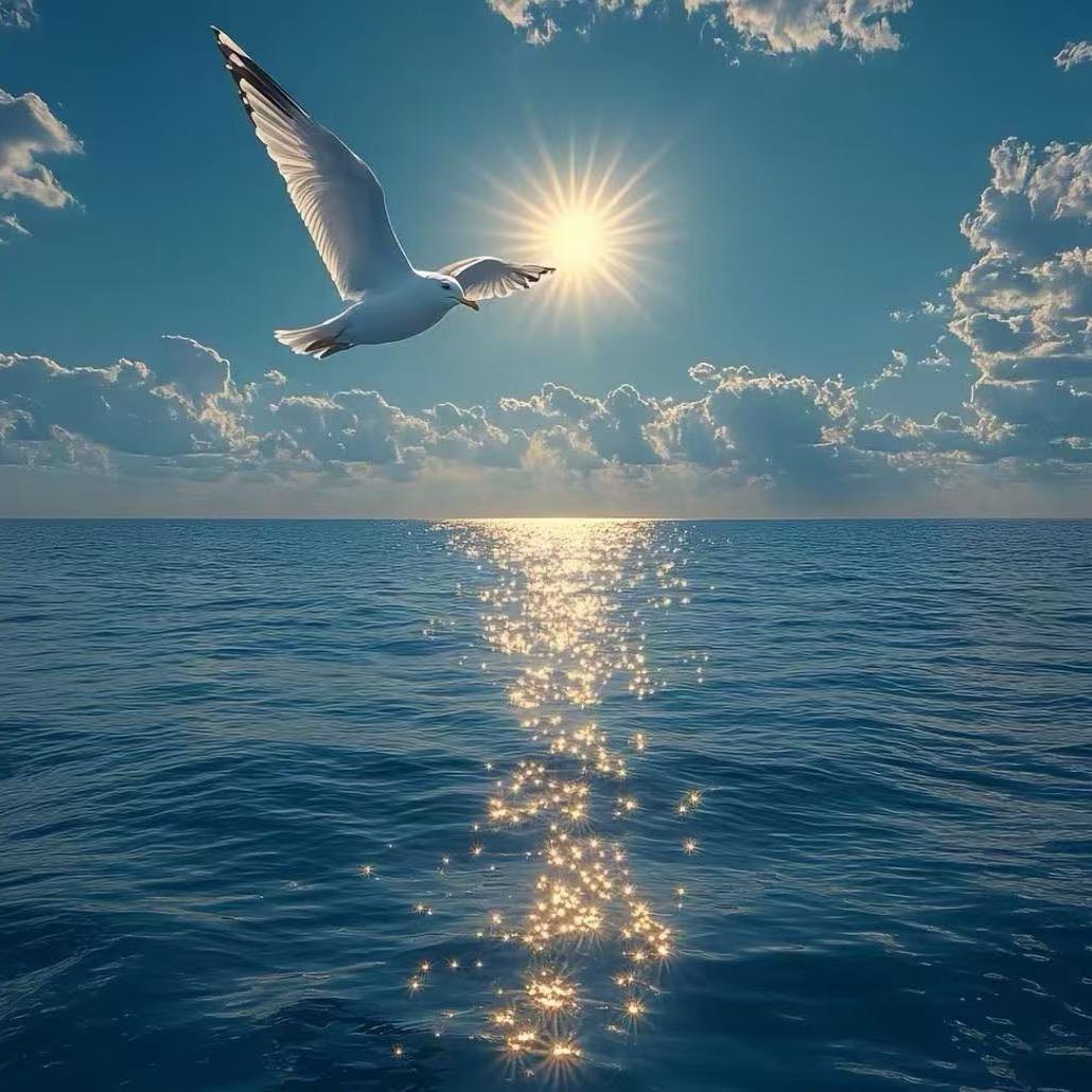 海鸥