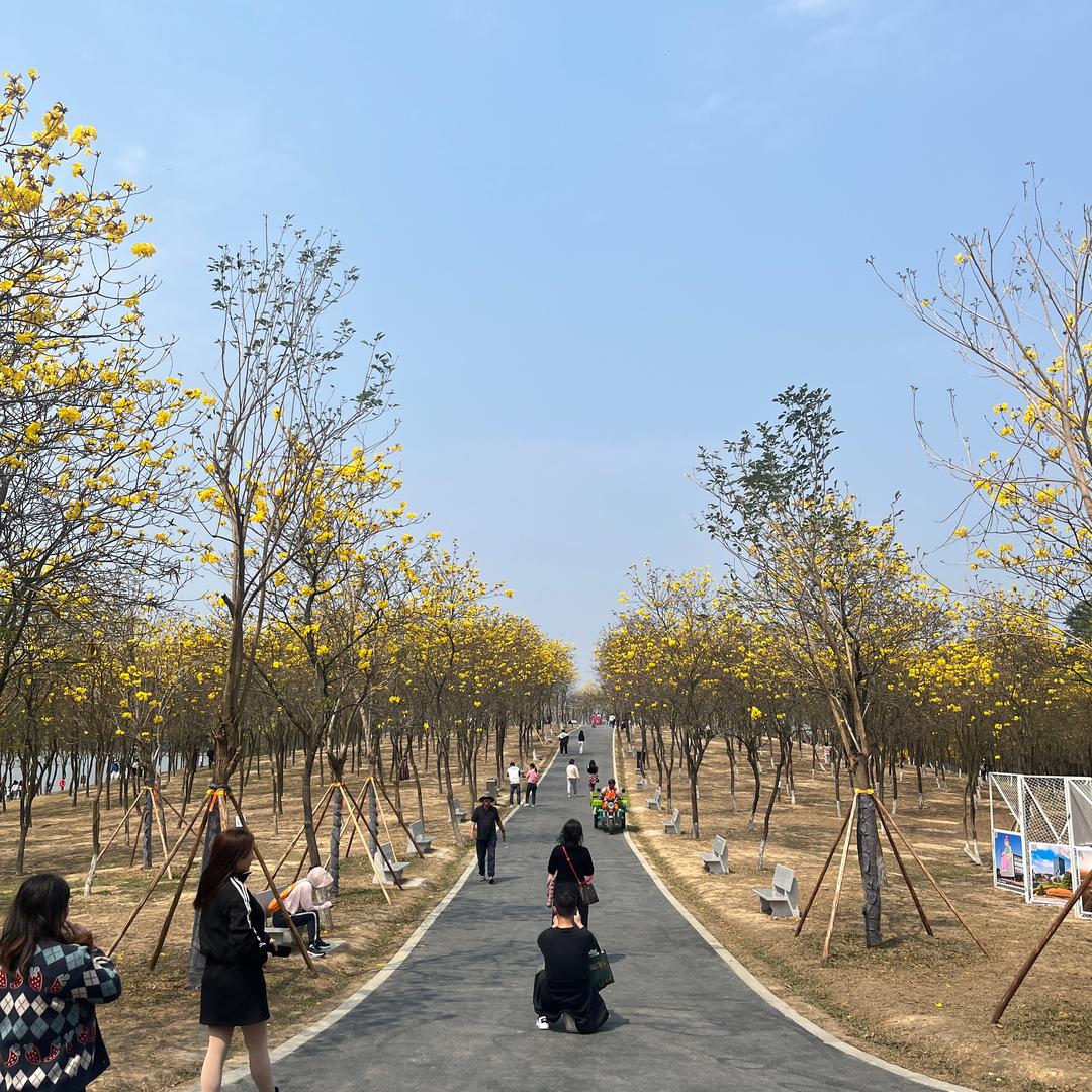 雅雅宝