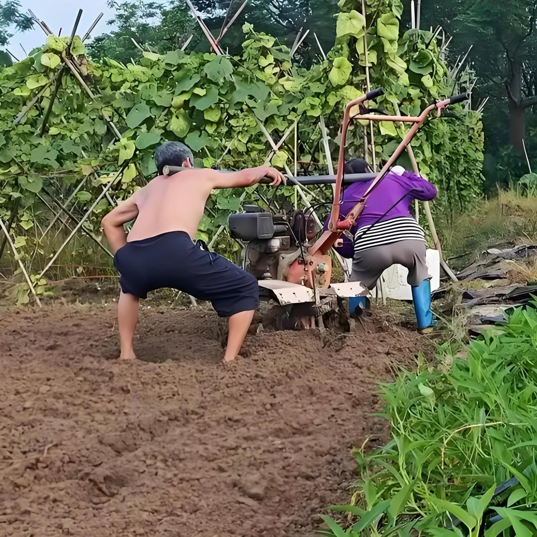 蔬菜百科种植·王菜园