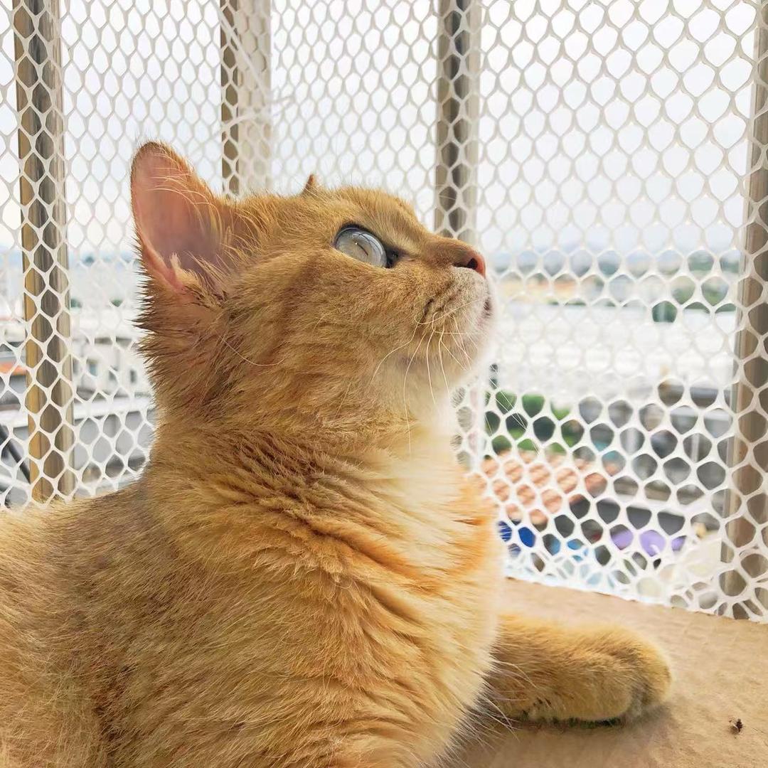 珈霖的猫