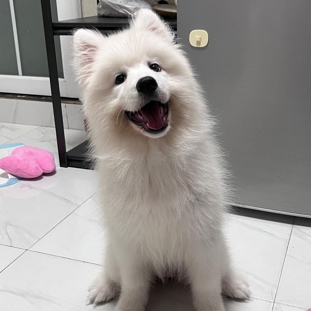 Money是只萨摩耶