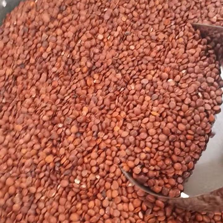 太行农家酸枣仁
