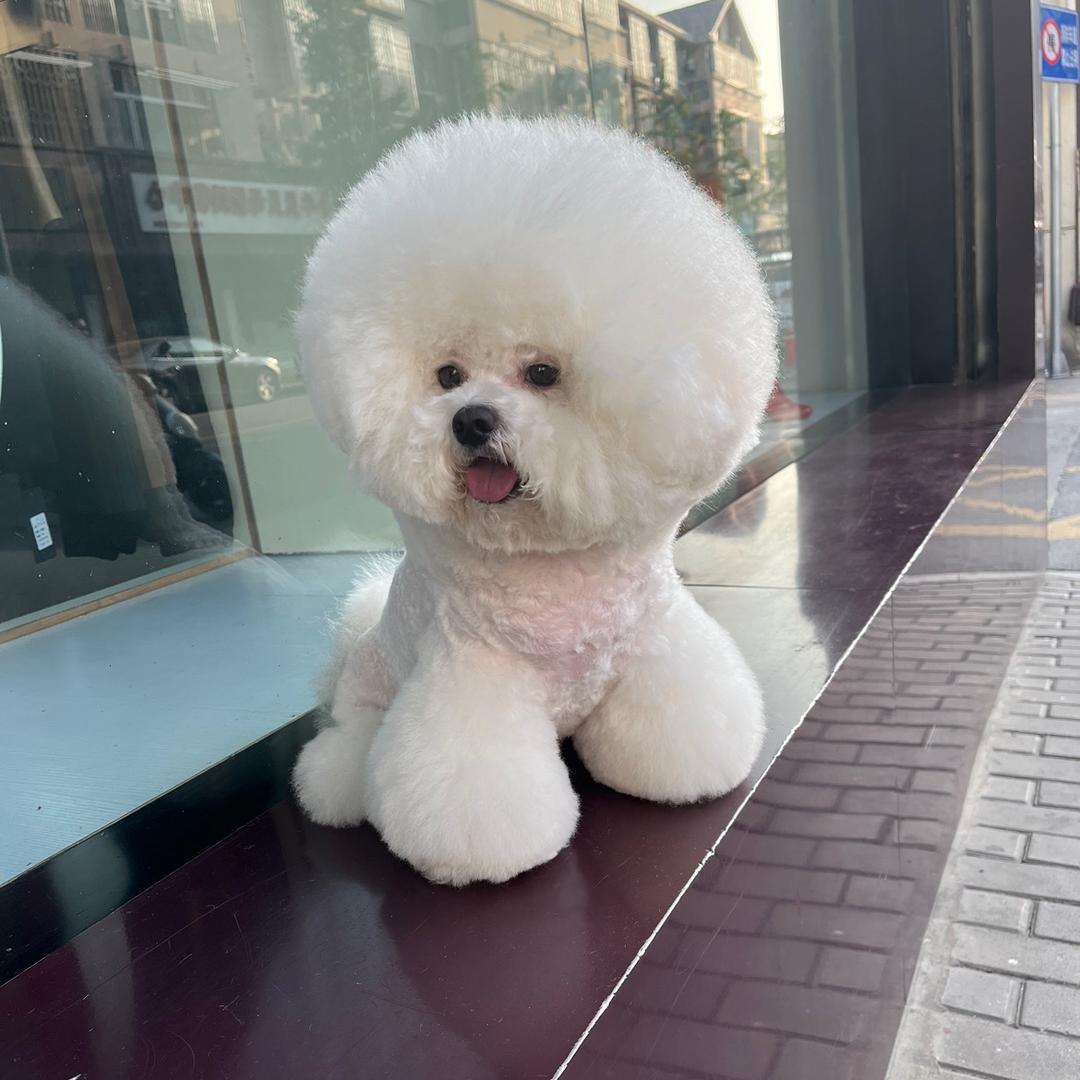 萌神小宠