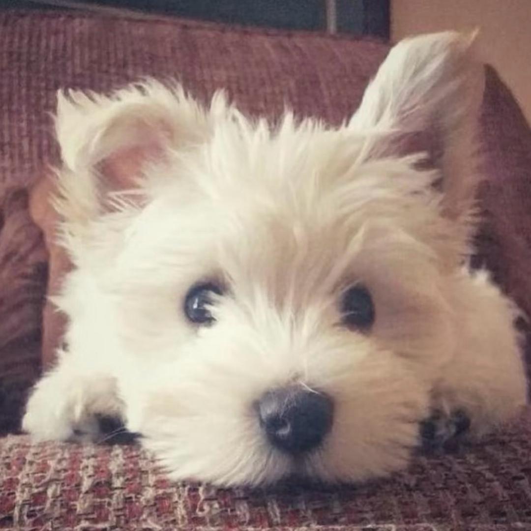 和人类无法交流