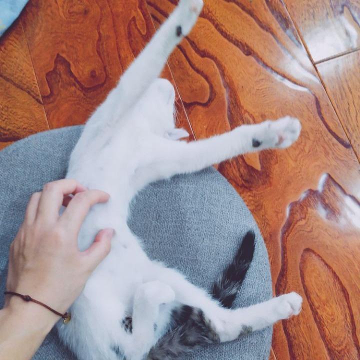 吉逸圆圆宝