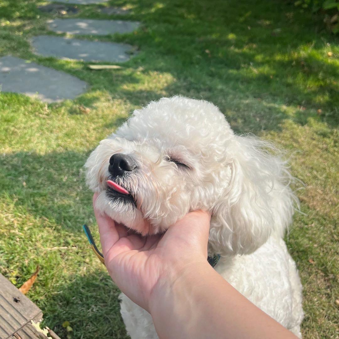 汤圆的铲屎官