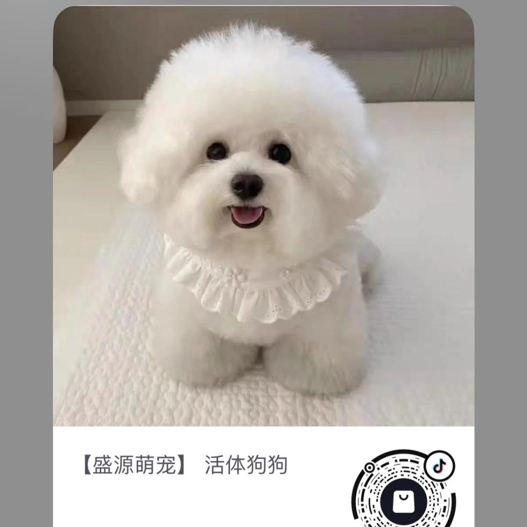 小袁袁