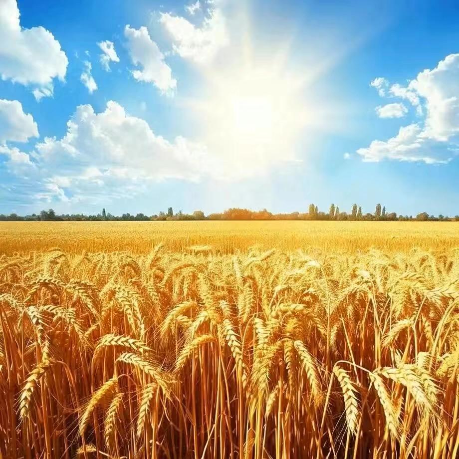 🇨🇳南风知我意