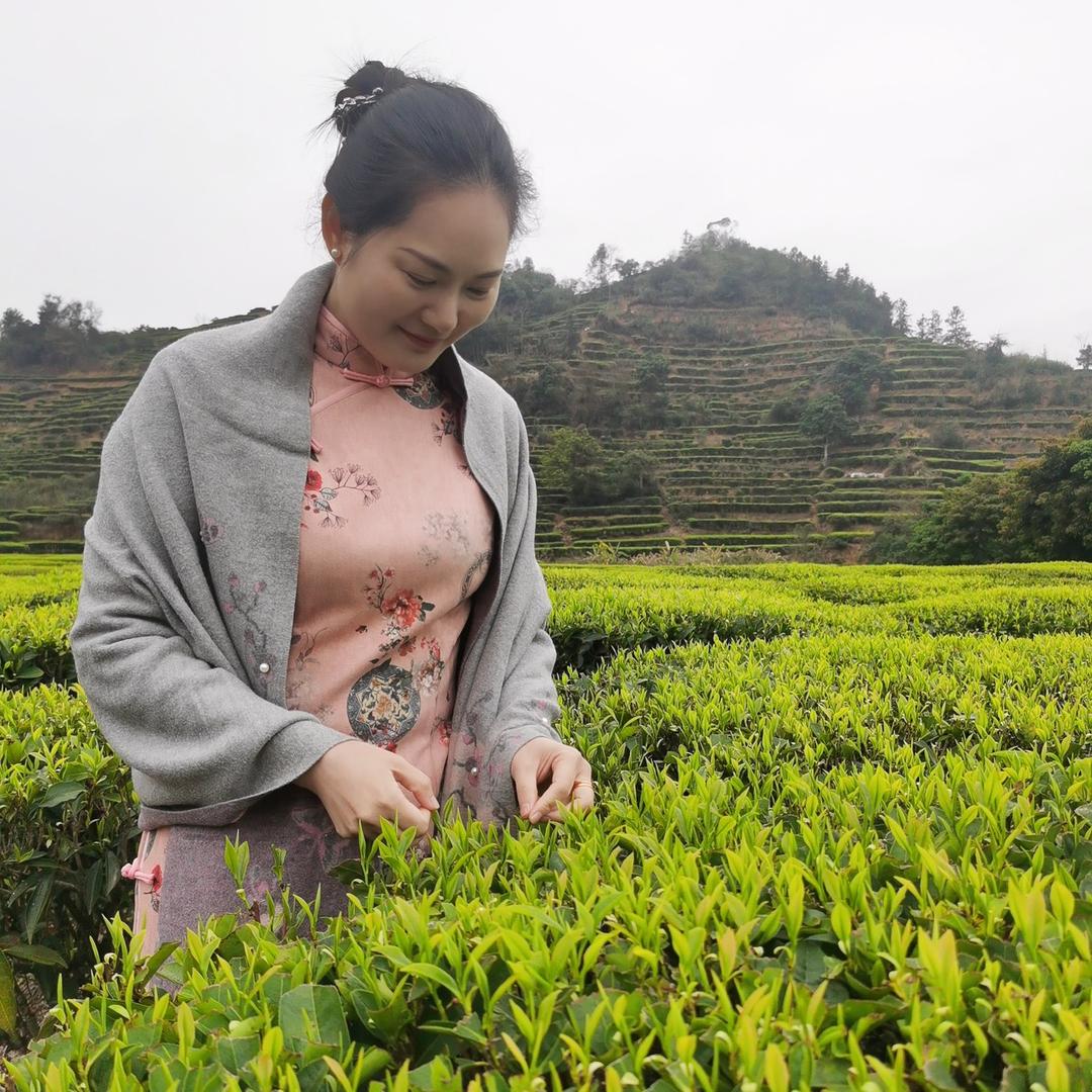 小邱单丛茶