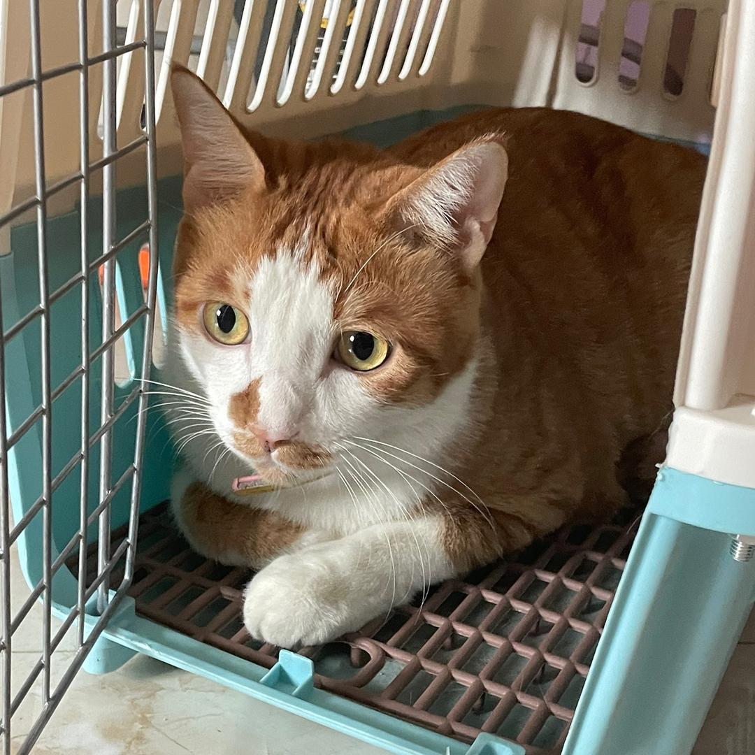 野四月的成长日记