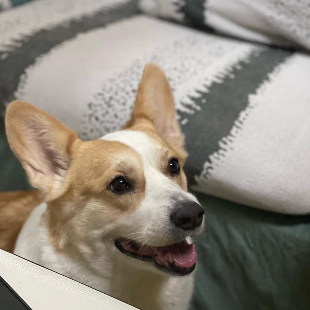 会流哈喇子的小土豆🥔