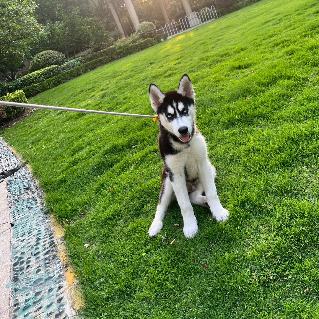 我有一只小哈