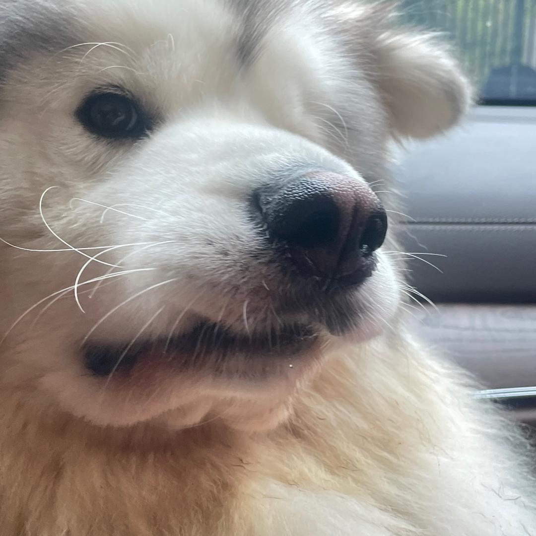 重庆萌球宠物-直播号