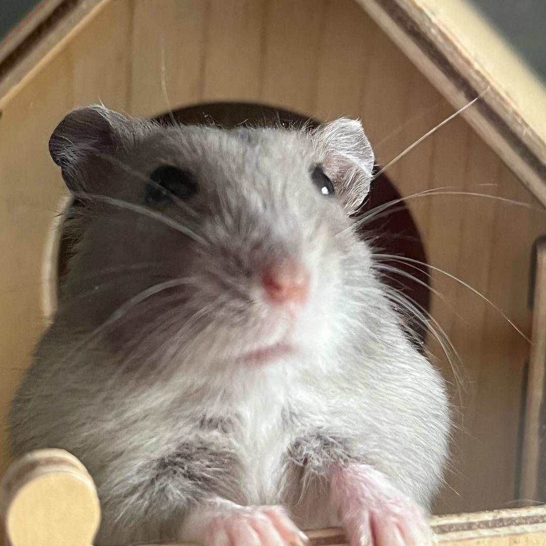 仓二牛🐭