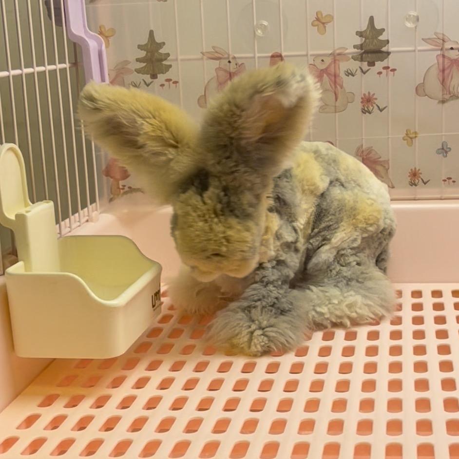 🥔洋芋家德系彩色安哥拉兔