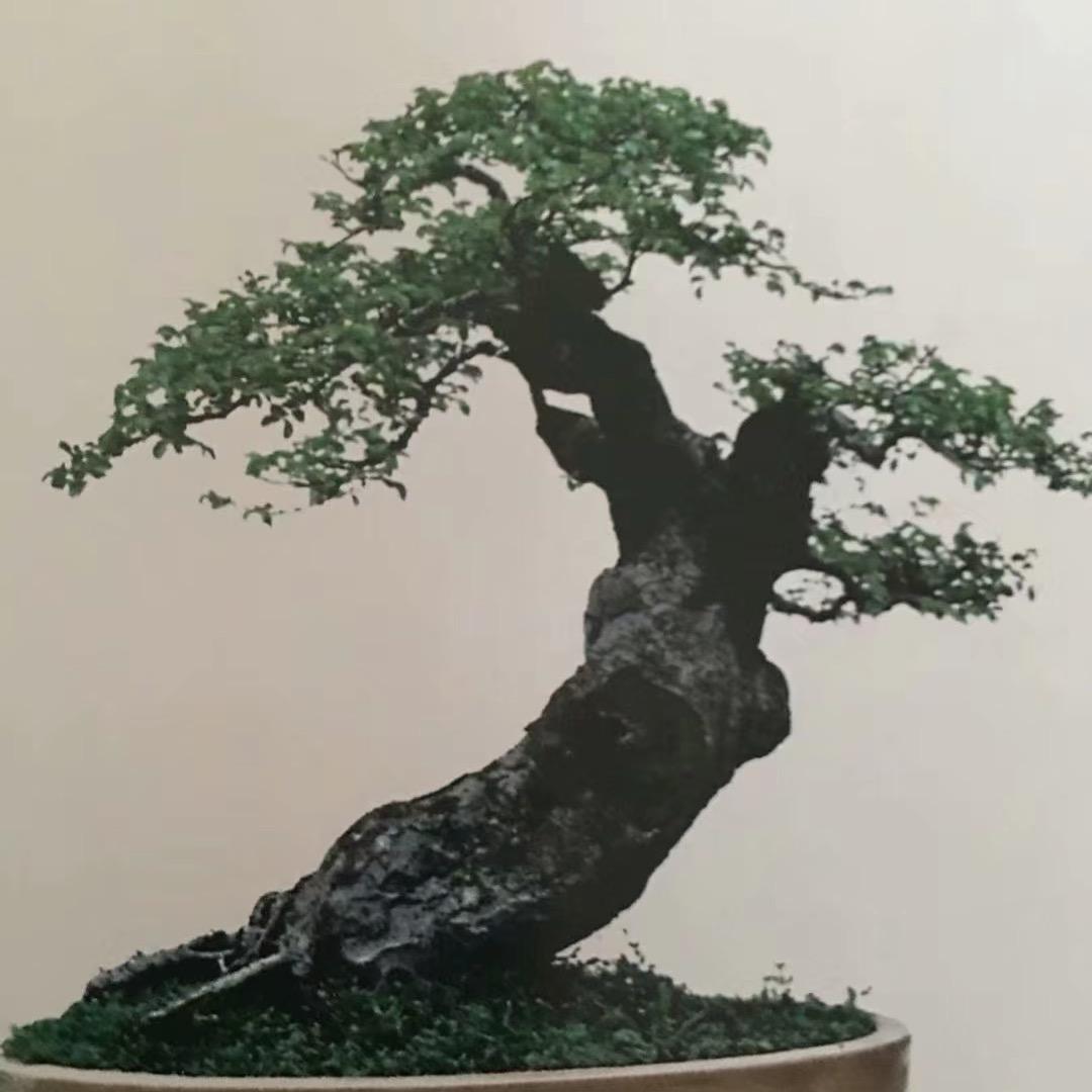 华缘盆景园