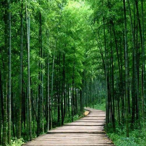 清清竹林
