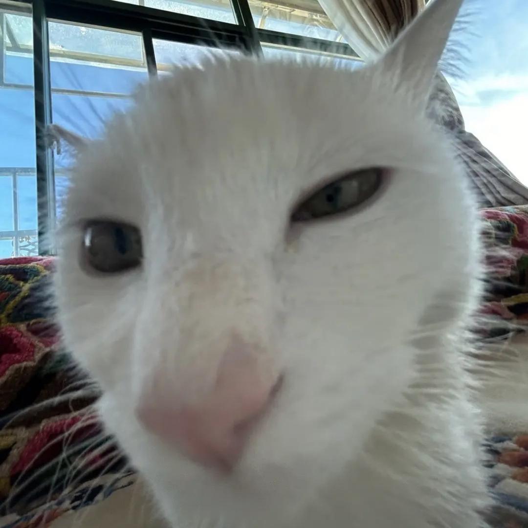 ahjoel