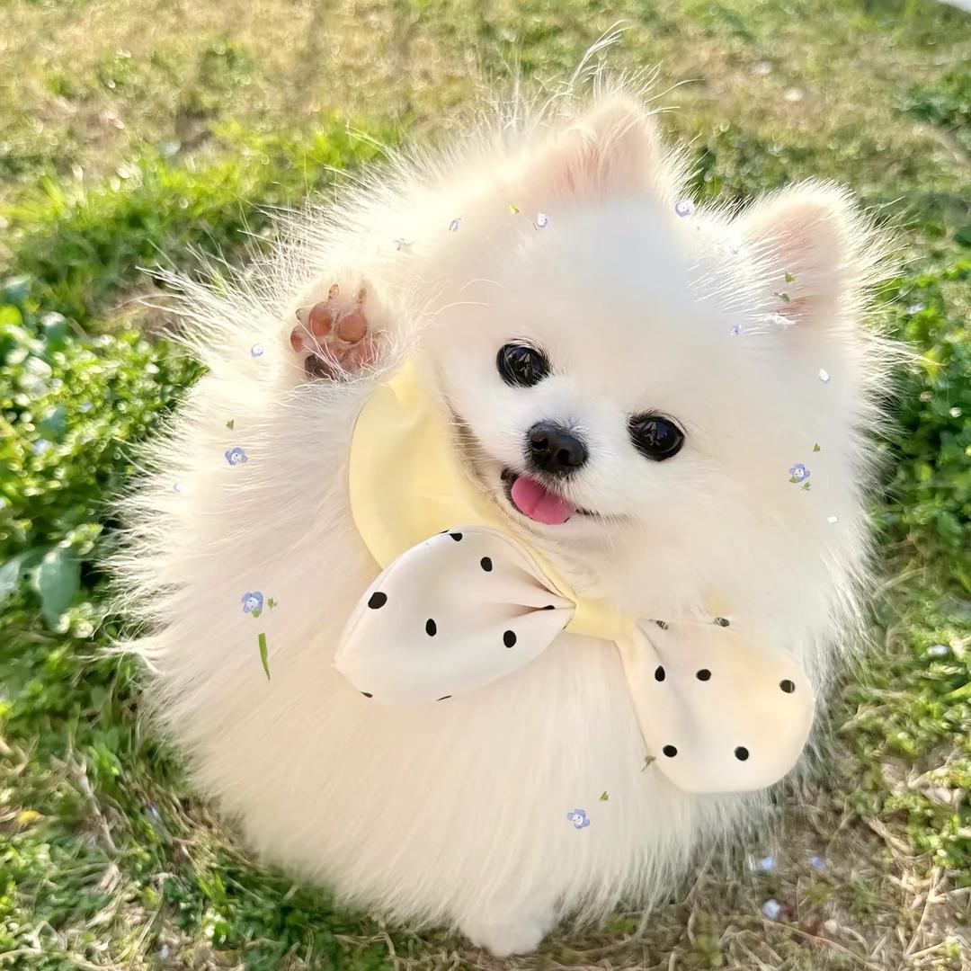 她她家博美比熊