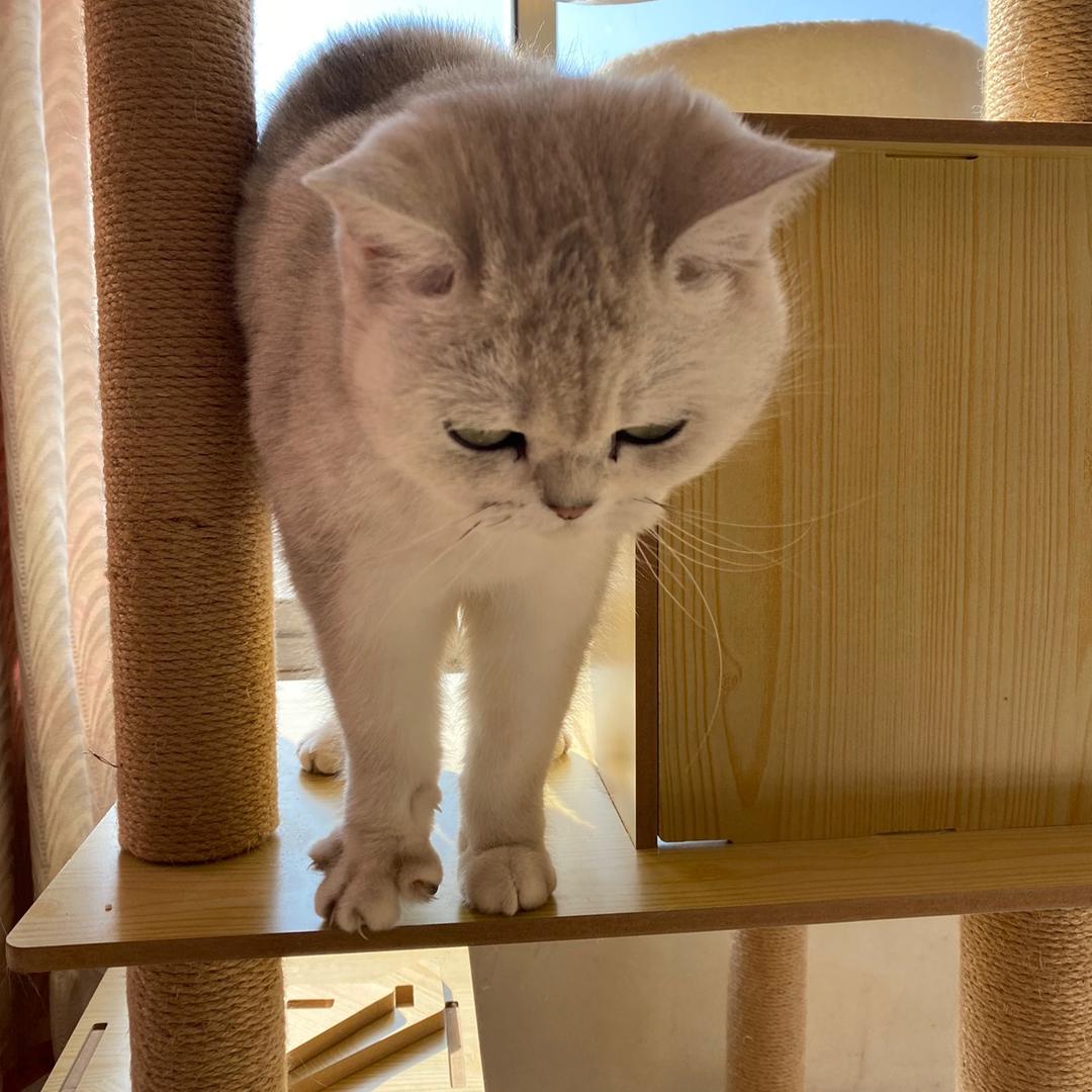 大眼猫🐱