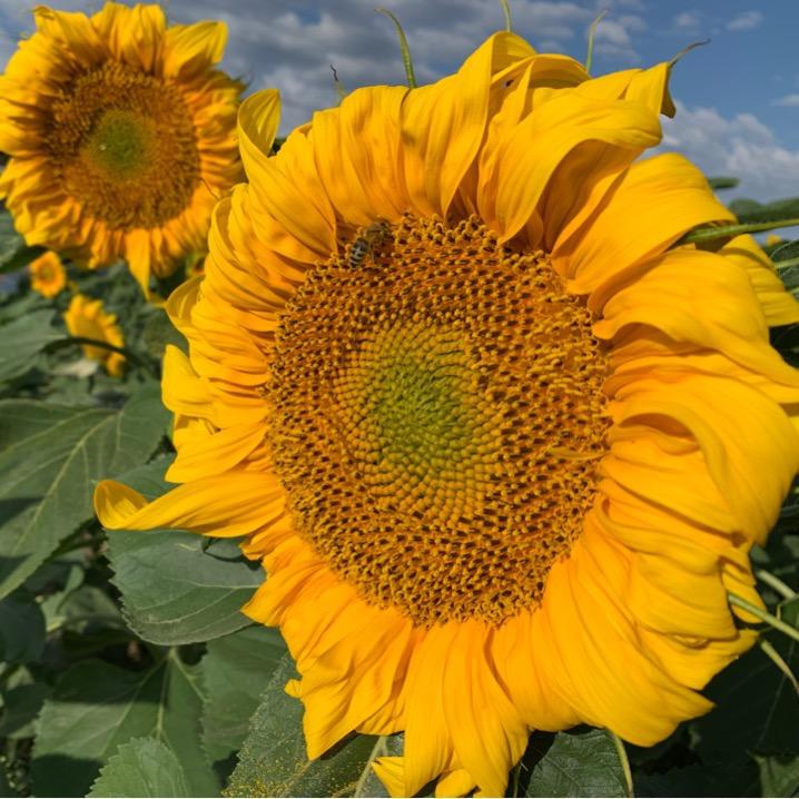 阳光下的向日葵🌻