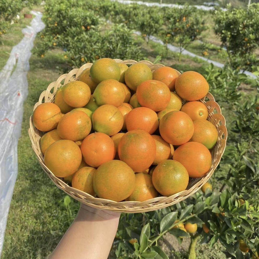 艾香莲融安金桔