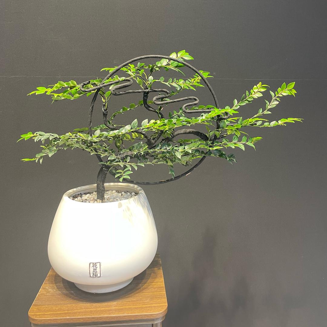 梓韵芳花卉