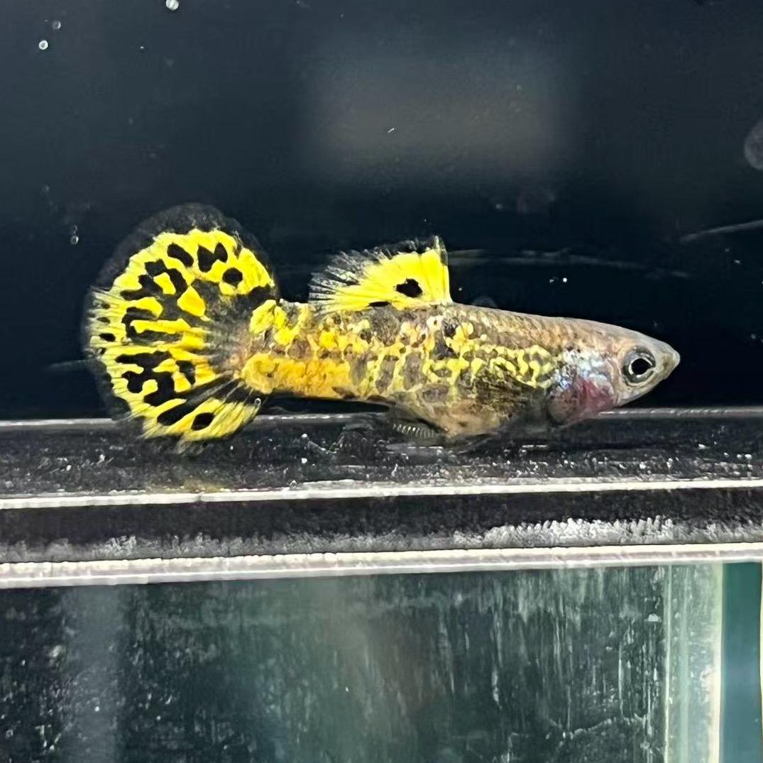 小于🐟孔雀鱼🐠