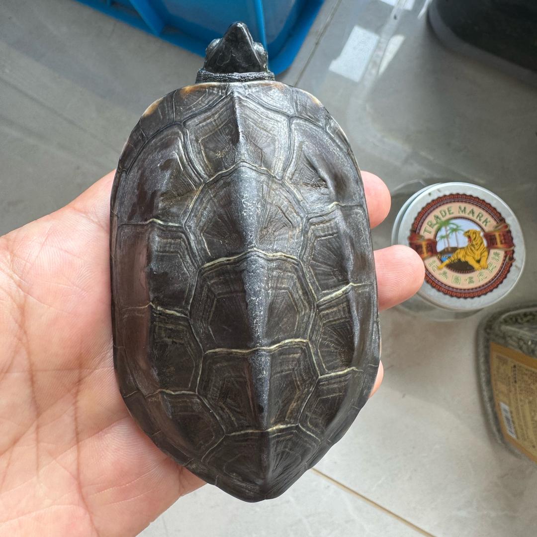 🐢