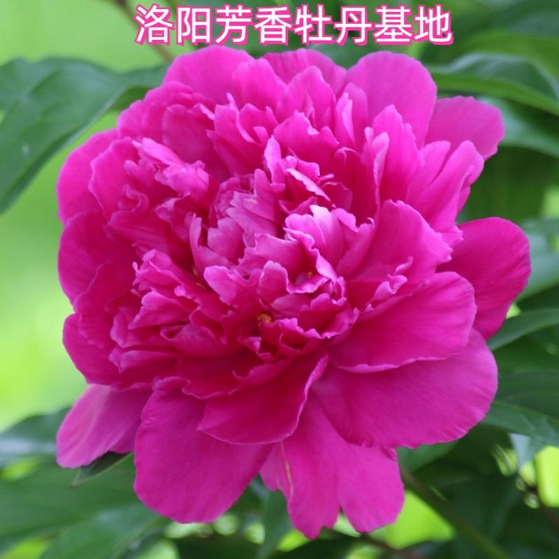 洛阳芳香牡丹世家