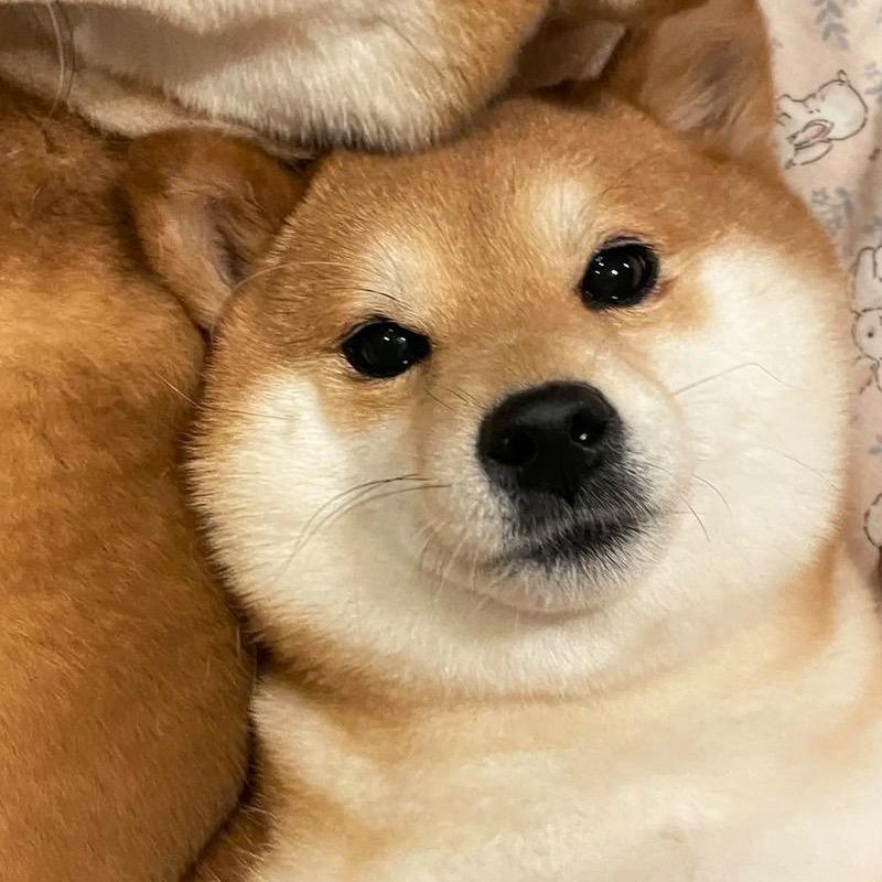 柴公馆（精品柴犬批发基地）